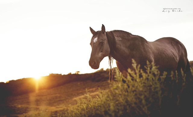 Wild Heart Sanctuary